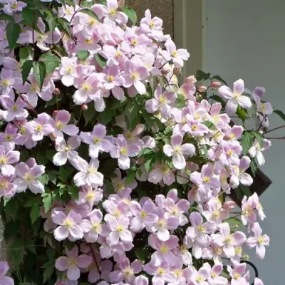 Клематис ГОРНЫЙ в Балашихе