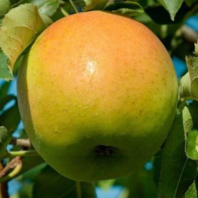Яблоня МУТСУ в Балашихе