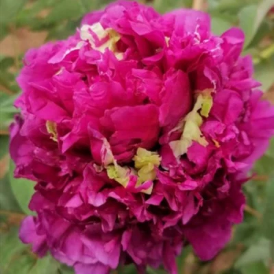 Пион ПОЛЕТ ЛАСТОЧКИ древовидный в Балашихе