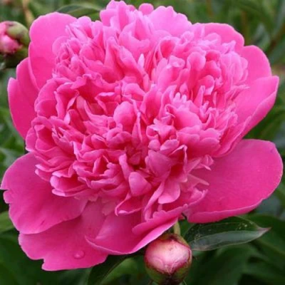 Пион ЭДУЛИС СУПЕРБА травянистый в Балашихе