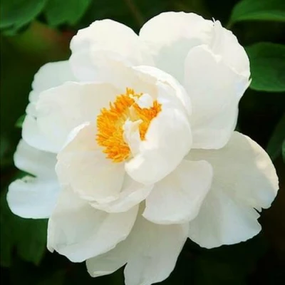 Пион ЛЕТНИЙ ДВОРЕЦ древовидный в Балашихе