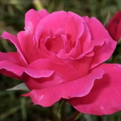 саженцы роз Виен Роуз