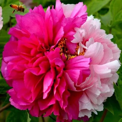 Пион ДВЕ СЕСТРЫ древовидный в Балашихе