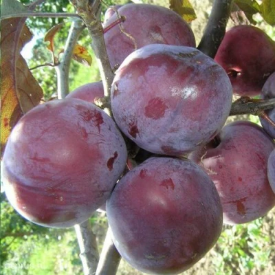 Слива ЛАМА в Балашихе