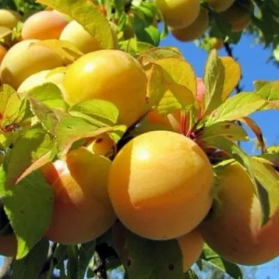 Слива МЕДОВАЯ ЖЁЛТАЯ в Балашихе