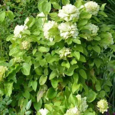 Клематис КОХАНА в Балашихе