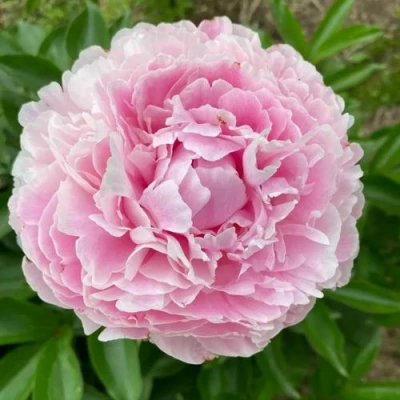 Пион КАТРИН ФОНТЕЙН травянистый в Балашихе