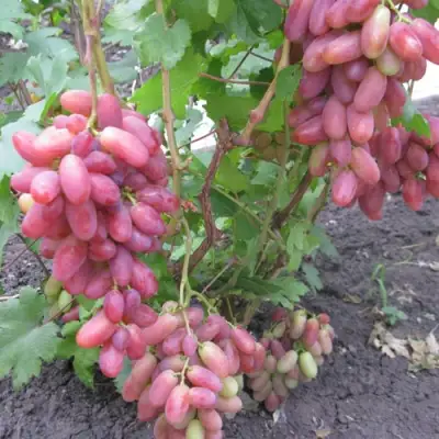 Виноград ЮЛИАН в Балашихе