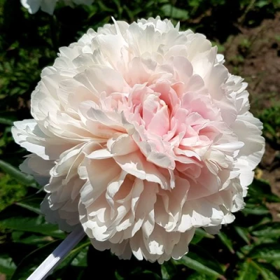 Пион КЛАСС АКТ травянистый в Балашихе