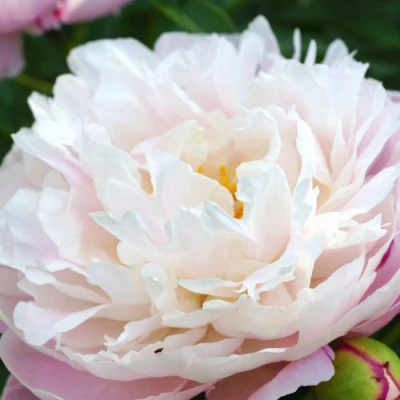 Пион ЛЕДИ АЛЕКСАНДРА ДАФФ травянистый в Балашихе