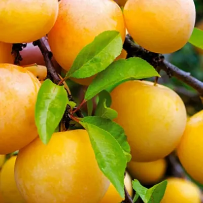 Слива МЕДОВАЯ ЖЁЛТАЯ в Балашихе