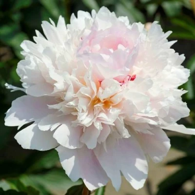 Пион АЛЕРТИ травянистый в Балашихе