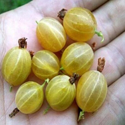 Крыжовник ЯРОВОЙ в Балашихе