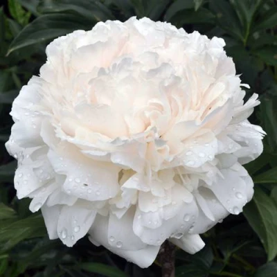 Пион БРАЗЕР ЧАК травянистый в Балашихе