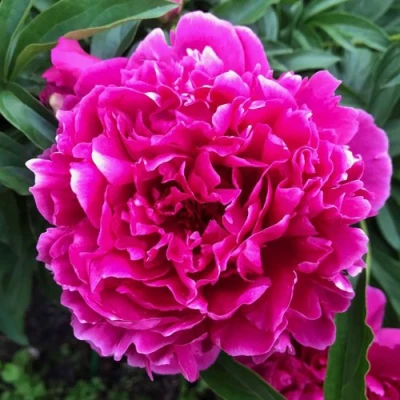 Пион КАРЛ РОЗЕНФЕЛЬД травянистый в Балашихе