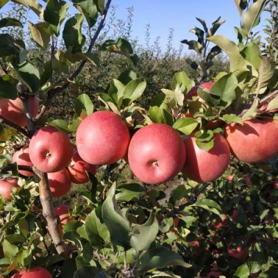 Яблоня ЧЕМПИОН РЕНО в Балашихе