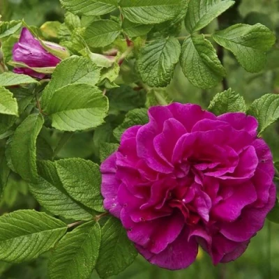 Шиповник ХАНСА в Балашихе