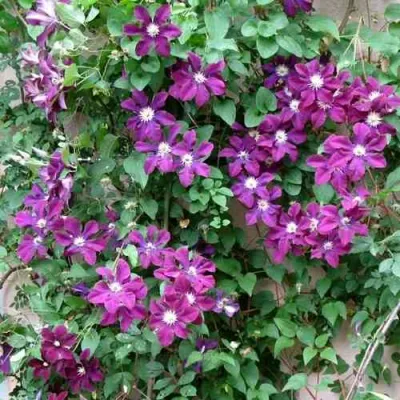 Клематис ГЕРОИ ВАРШАВЫ в Балашихе