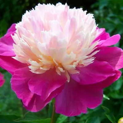 Пион ГЕЙ ПАРИ травянистый в Балашихе