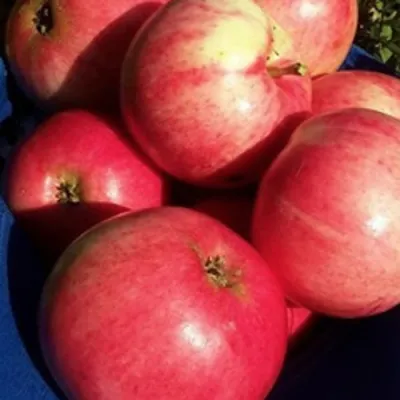 Яблоня СУЙСЛЕПСКОЕ (МАЛИНОВКА) в Балашихе