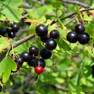 Смородина ЗОЛОТИСТАЯ в Балашихе