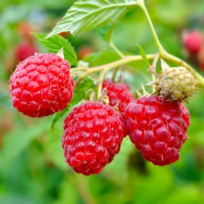 Малина РУБИФОЛ в Балашихе