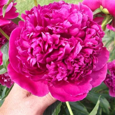 Пион АВГУСТИН ДОР травянистый в Балашихе