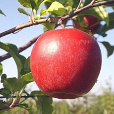 Яблоня ЛИГОЛ в Балашихе