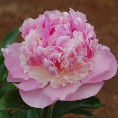 Пион ЭНДЖЕЛ ЧИКС травянистый в Балашихе