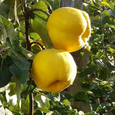Айва МАРИЯ в Балашихе