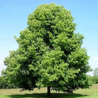 Липа мелколистная в Балашихе