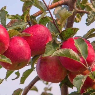 Яблоня РОЖДЕСТВЕНСКОЕ в Балашихе