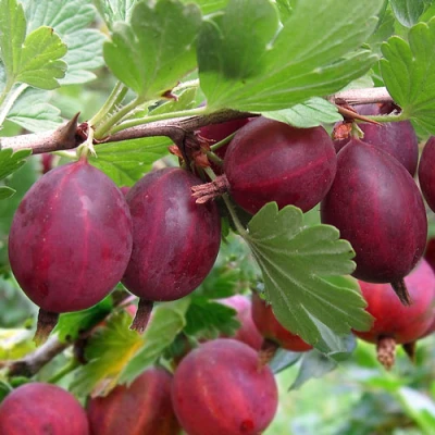 Крыжовник ХИННОМАКИ РОТ в Балашихе