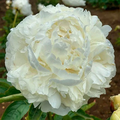 Пион МАДАМ КЛОД ТЕН травянистый в Балашихе