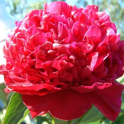 Пион ИНСПЕКТОР ЛАВЕРН травянистый в Балашихе