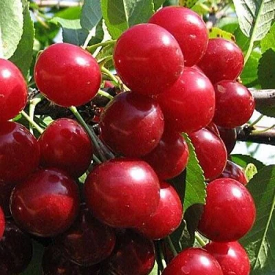 Вишня ГЛУБОКСКАЯ в Балашихе