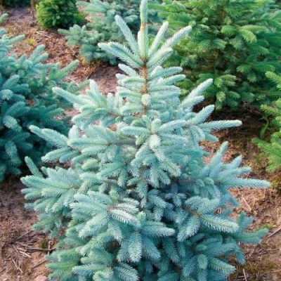 Ель КЕЙБАБ колючая в Балашихе