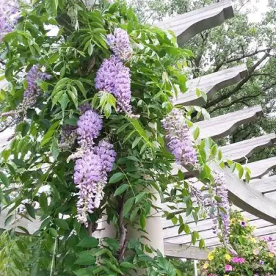 Глициния макростахия БЛЮ МУН в Балашихе