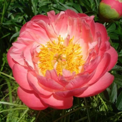 Пион ПИНК ГАВАЙАН КОРАЛ травянистый в Балашихе