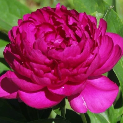 Пион БАРХАТ НОЧИ травянистый в Балашихе