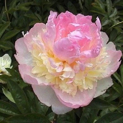 Пион РАСБЕРРИ САНДЕЙ травянистый в Балашихе