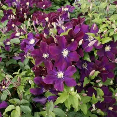 Клематис ГЕРОИ ВАРШАВЫ в Балашихе