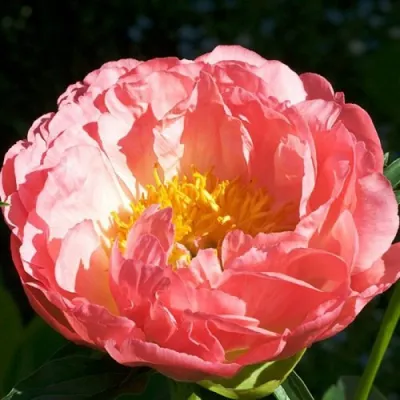 Пион КОРАЛ БИЧ травянистый в Балашихе