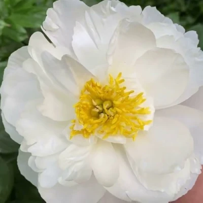 Пион ДУБЛИН травянистый в Балашихе