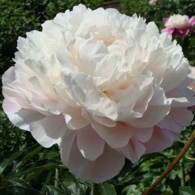 Пион ВОГ травянистый в Балашихе