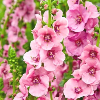 Коровяк ПИНК ДОМИНО гибридный (вербаскум) в Балашихе