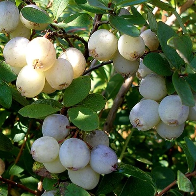 Голубика СНЕГУРОЧКА в Балашихе