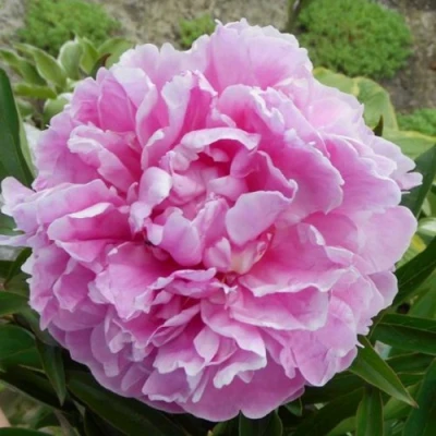 Пион РИМ травянистый в Балашихе