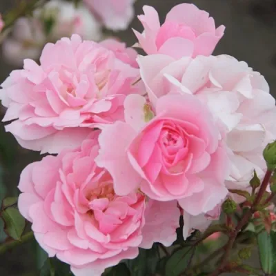 Роза БОНИКА флорибунда в Балашихе