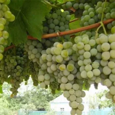 Виноград АНАНАСНЫЙ РАННИЙ в Балашихе